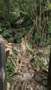 Double Decker Living Root Bridge